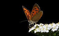 01 Small Copper (Lycaena phlaeas)